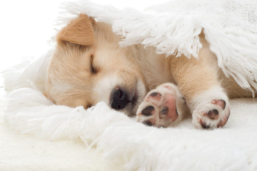 Preventing separation anxiety in puppies